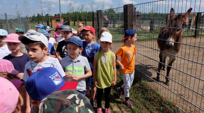 Więcej o: Wyjazd Misiów i Biedronek do Agrogospodarstwa „Pod Skałką” w Przybynowie 19.06.2018